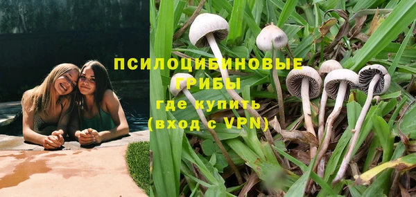 сатива Беломорск